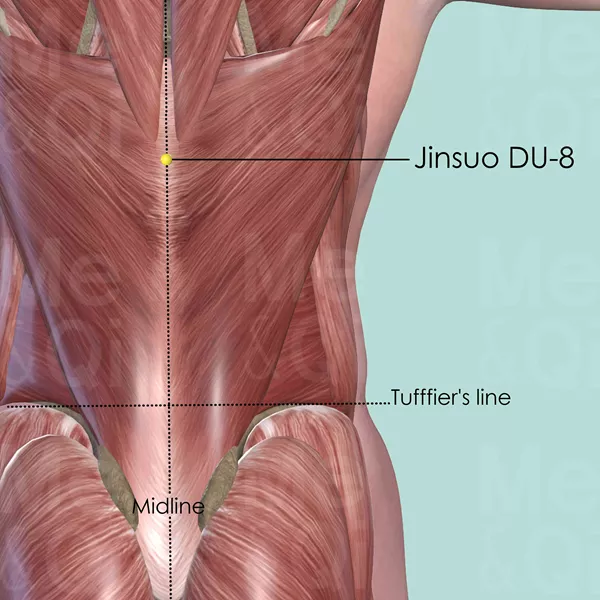 Jinsuo DU-8 - Muscles view - Acupuncture point on Governing Vessel