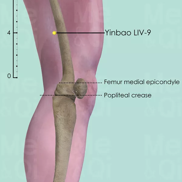 Yinbao LIV-9 - Bones view - Acupuncture point on Liver Channel