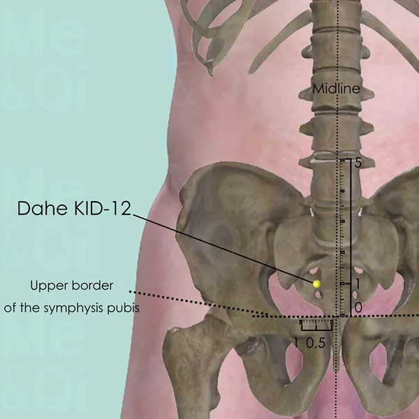 Dahe KID-12 - Bones view - Acupuncture point on Kidney Channel