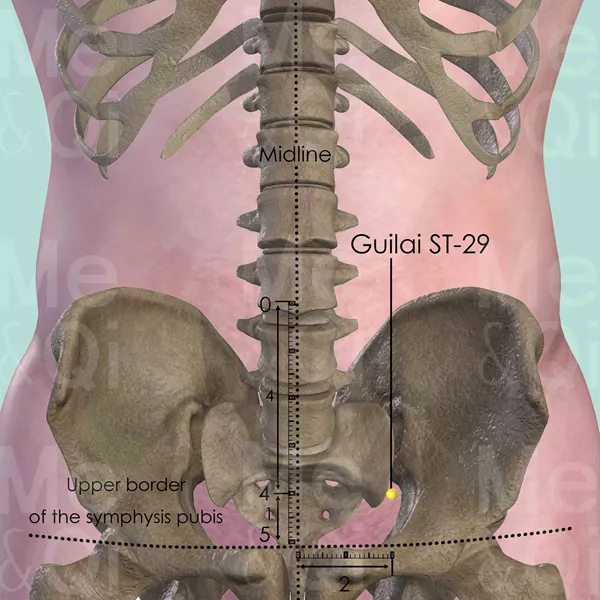 Guilai ST-29 - Bones view - Acupuncture point on Stomach Channel