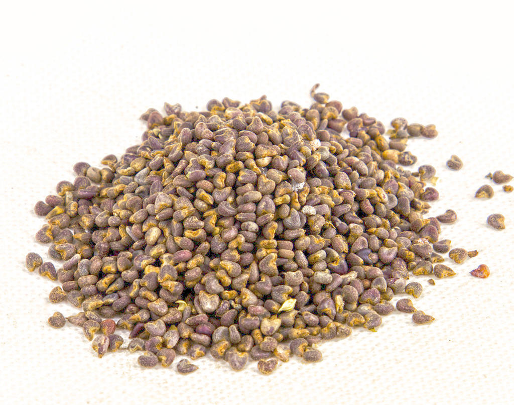 Dong Kui Zi (Mallow seed) as TCM ingredient