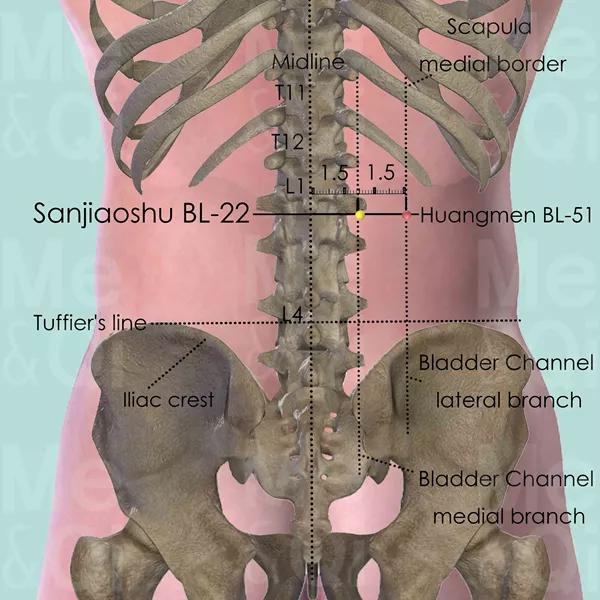 Sanjiaoshu BL-22 - Bones view - Acupuncture point on Bladder Channel