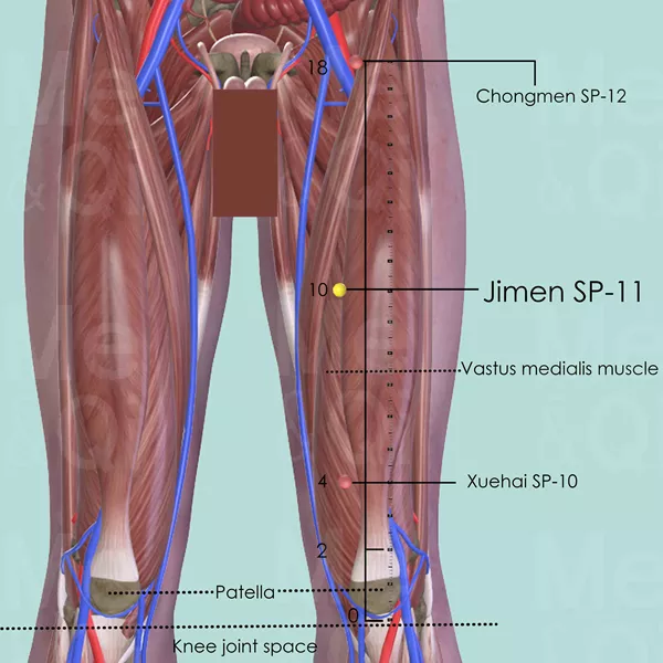 Jimen SP-11 - Muscles view - Acupuncture point on Spleen Channel