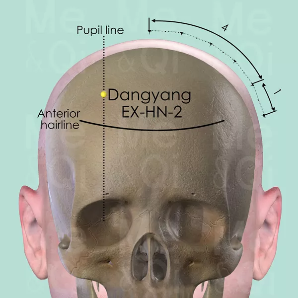 Dangyang EX-HN-2 - Bones view - Acupuncture point on Extra Points: Head and Neck (EX-HN)