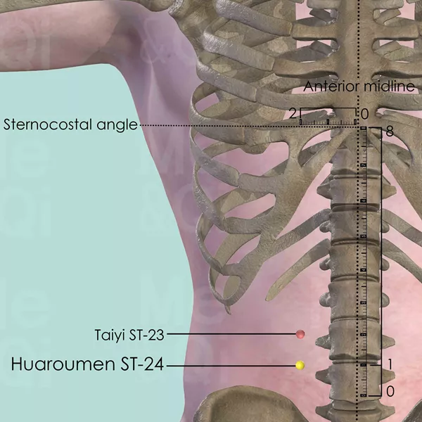 Huaroumen ST-24 - Bones view - Acupuncture point on Stomach Channel