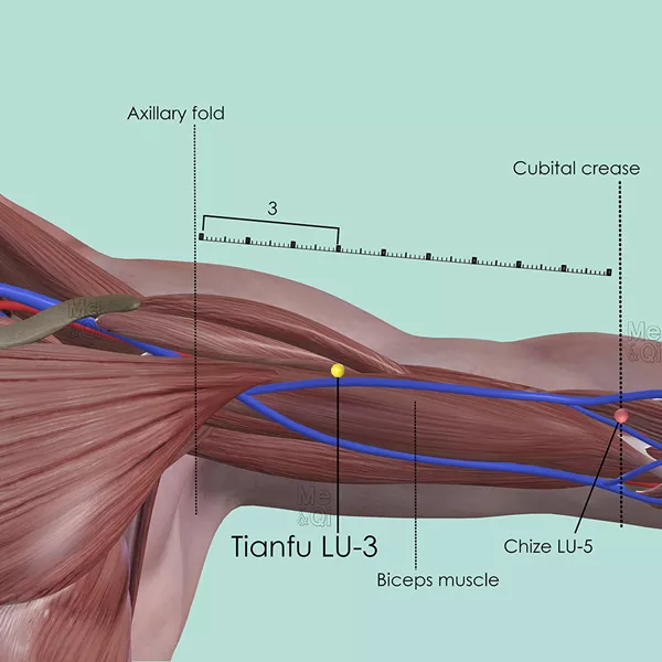 Tianfu LU-3 - Muscles view - Acupuncture point on Lung Channel