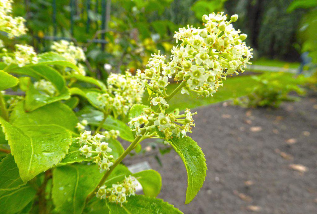 Lei Gong Teng (Thunder god vines) plant
