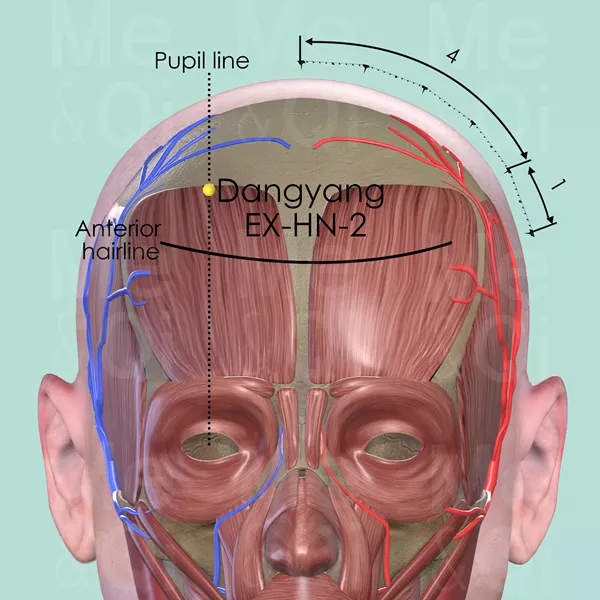 Dangyang EX-HN-2 - Muscles view - Acupuncture point on Extra Points: Head and Neck (EX-HN)