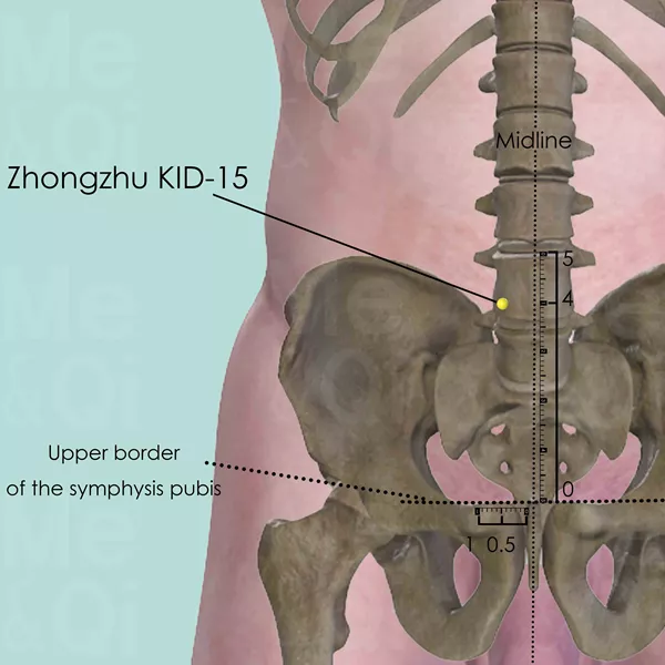 Zhongzhu KID-15 - Bones view - Acupuncture point on Kidney Channel