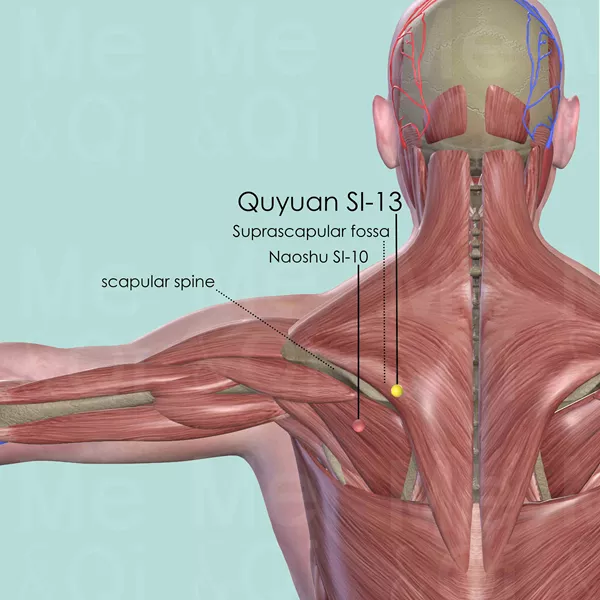 Quyuan SI-13 - Muscles view - Acupuncture point on Small Intestine Channel