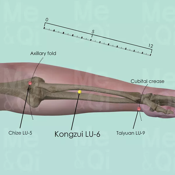 Kongzui LU-6 - Bones view - Acupuncture point on Lung Channel