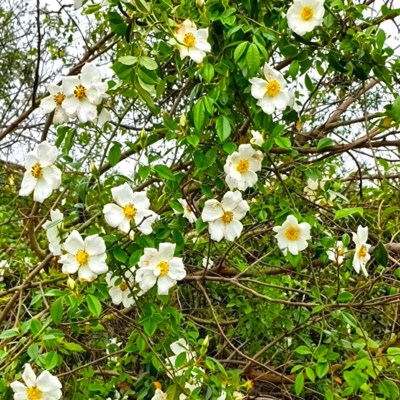 Jin Ying Gen (Root of Cherokee Rose) plant