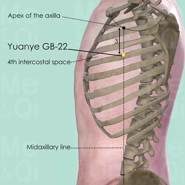 Yuanye GB-22 - Bones view - Acupuncture point on Gall Bladder Channel