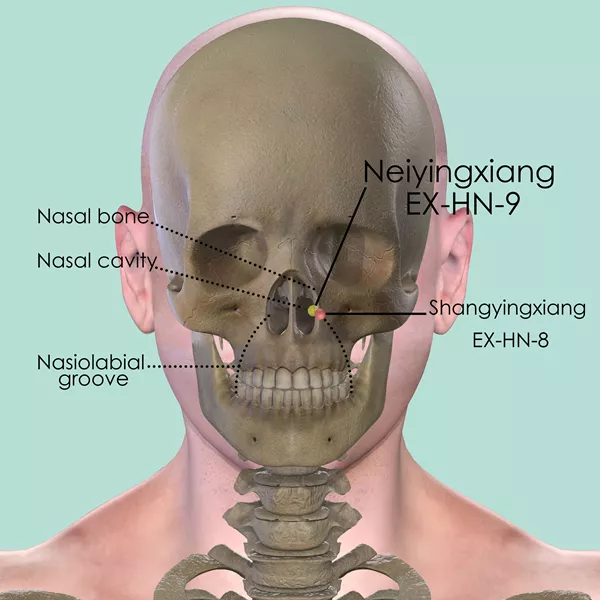 Neiyingxiang EX-HN-9 - Bones view - Acupuncture point on Extra Points: Head and Neck (EX-HN)