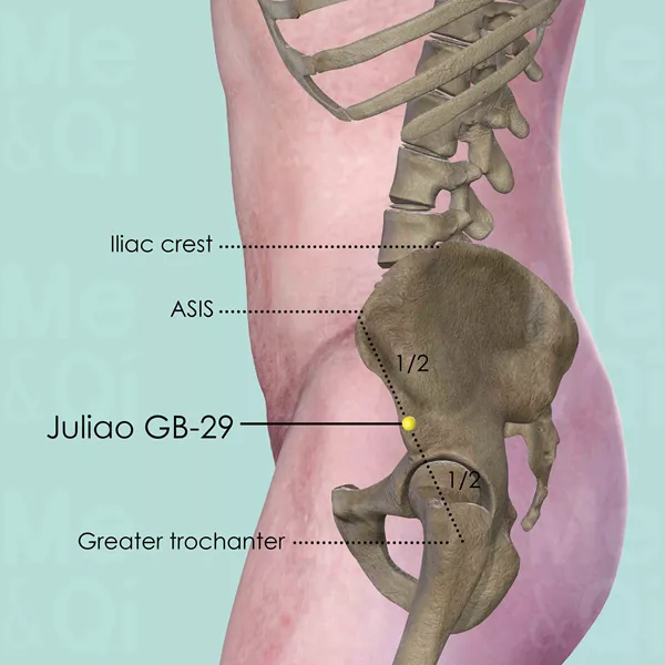 Juliao GB-29 - Bones view - Acupuncture point on Gall Bladder Channel
