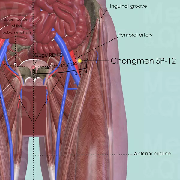 Chongmen SP-12 - Muscles view - Acupuncture point on Spleen Channel