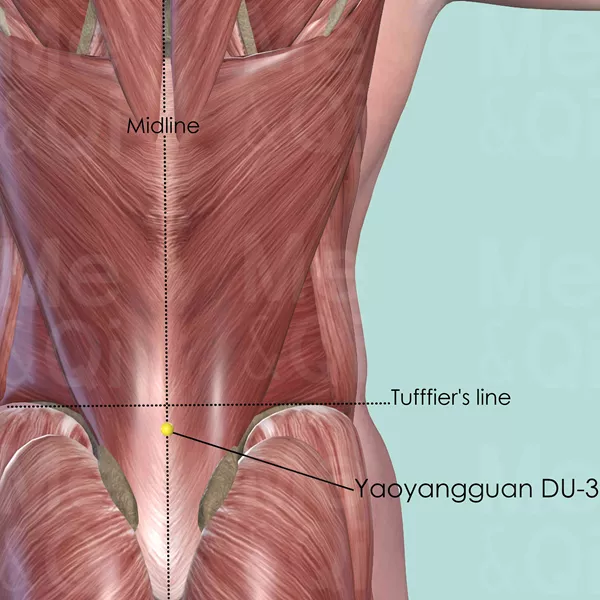 Yaoyangguan DU-3 - Muscles view - Acupuncture point on Governing Vessel
