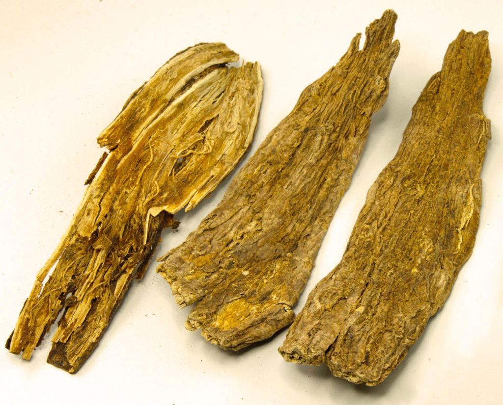 Xu Duan (Japanese teasel roots) as TCM ingredient