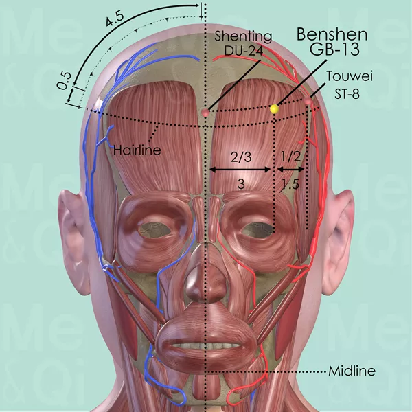 Benshen GB-13 - Muscles view - Acupuncture point on Gall Bladder Channel