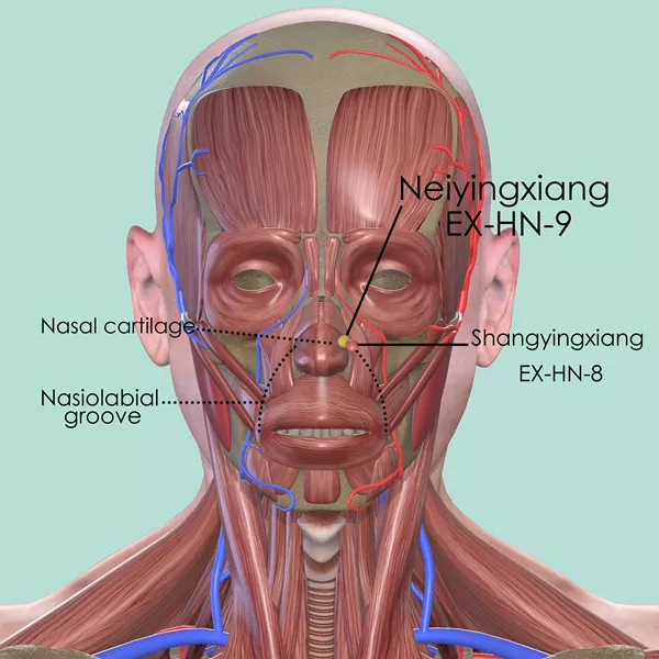 Neiyingxiang EX-HN-9 - Muscles view - Acupuncture point on Extra Points: Head and Neck (EX-HN)
