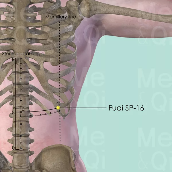 Fuai SP-16 - Bones view - Acupuncture point on Spleen Channel