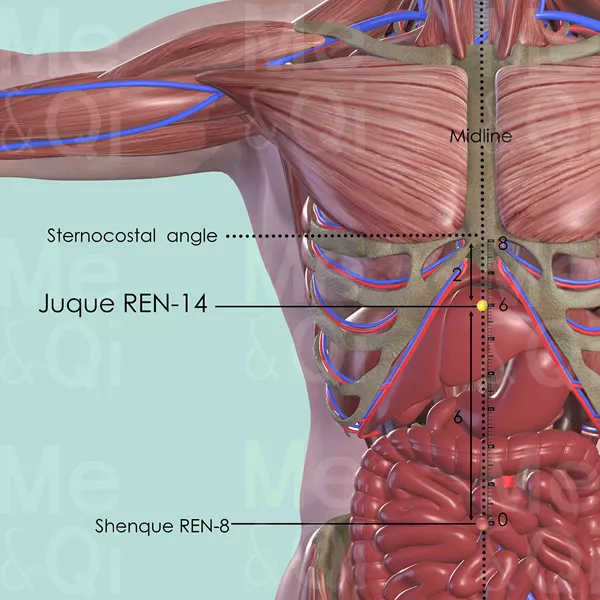 Juque REN-14 - Muscles view - Acupuncture point on Directing Vessel