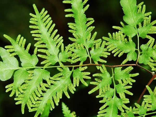What the Japanese climbing fern spore plant looks like