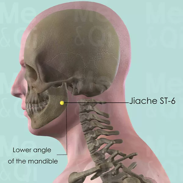 Jiache ST-6 - Bones view - Acupuncture point on Stomach Channel