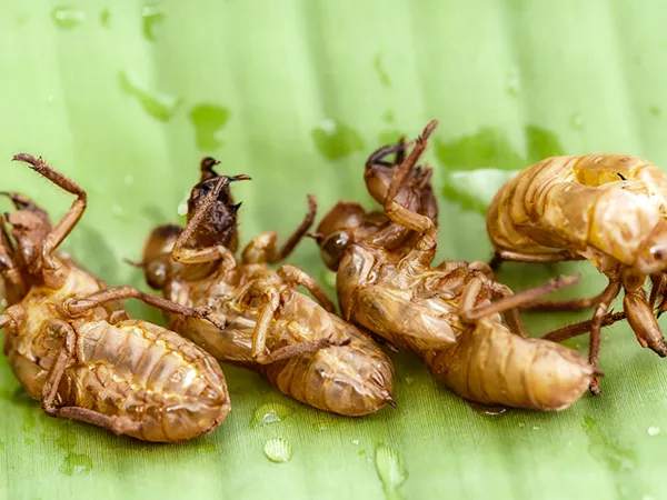 What Cicada slough looks like as a TCM ingredient