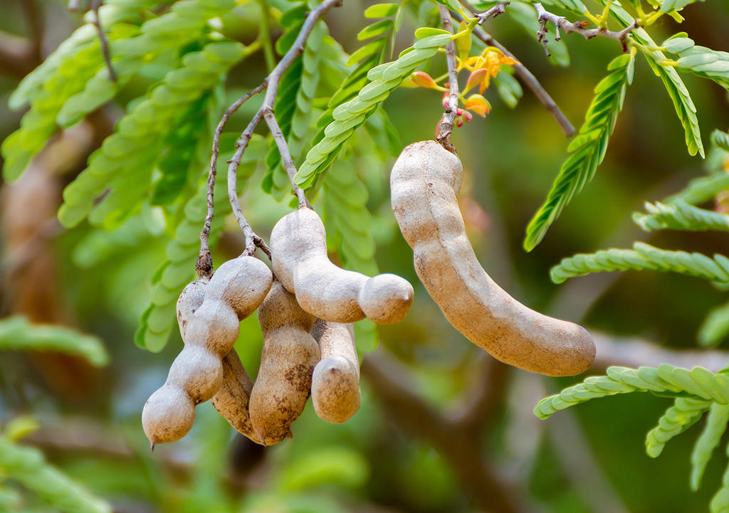 Suan Jiao (Tamarind fruits) plant