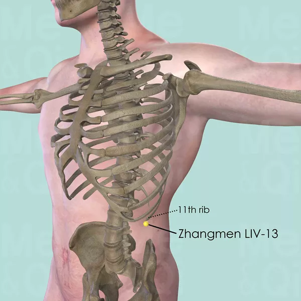 Zhangmen LIV-13 - Bones view - Acupuncture point on Liver Channel