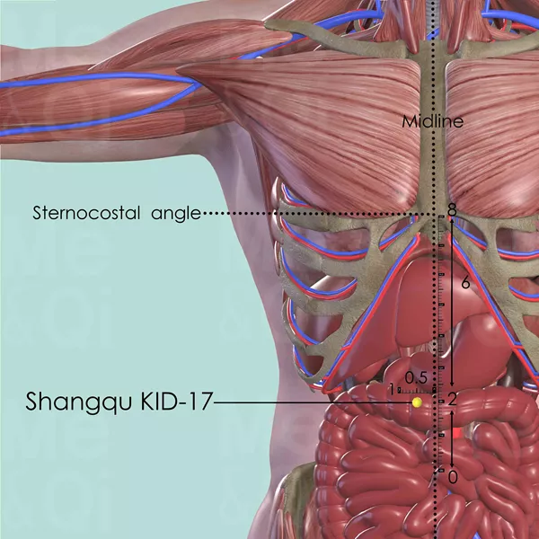 Shangqu KID-17 - Muscles view - Acupuncture point on Kidney Channel