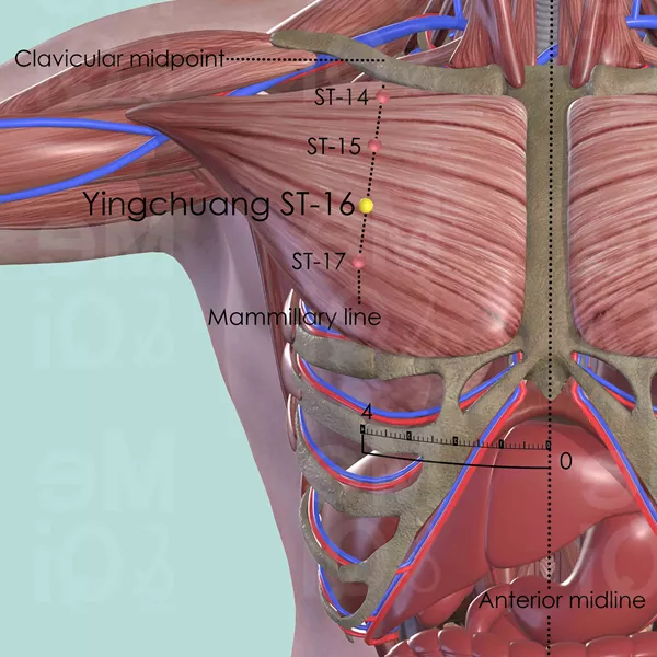 Yingchuang ST-16 - Muscles view - Acupuncture point on Stomach Channel