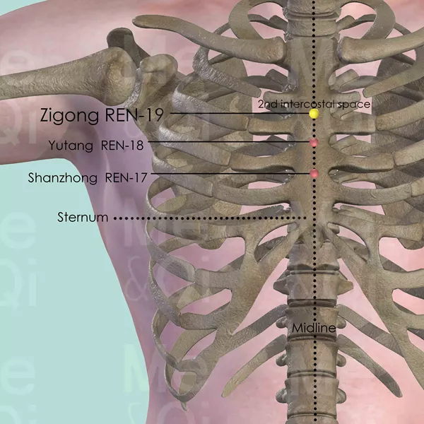 Zigong REN-19 - Bones view - Acupuncture point on Directing Vessel