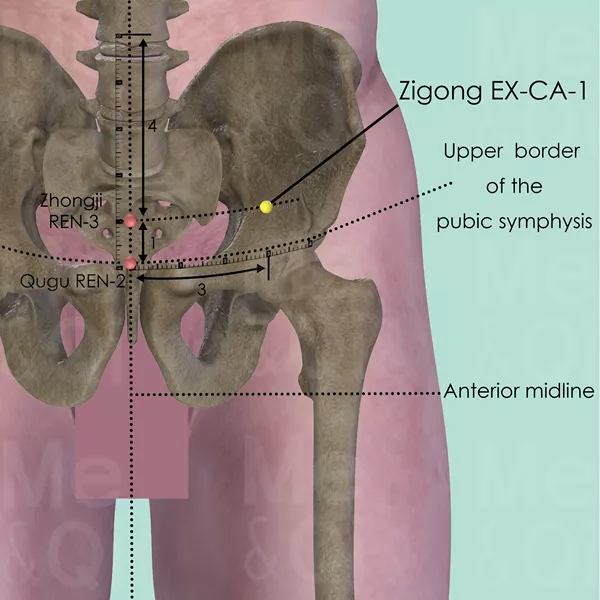 Zigong EX-CA-1 - Bones view - Acupuncture point on Extra Points: Chest and Abdomen (EX-CA)