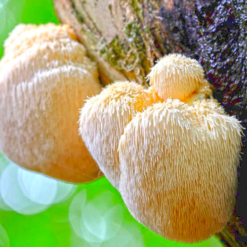 Hóu Tóu Gū (Lion's mane) plant