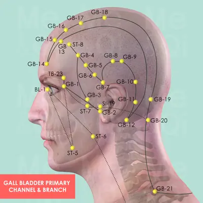 Gall Bladder Primary Channel  pathway