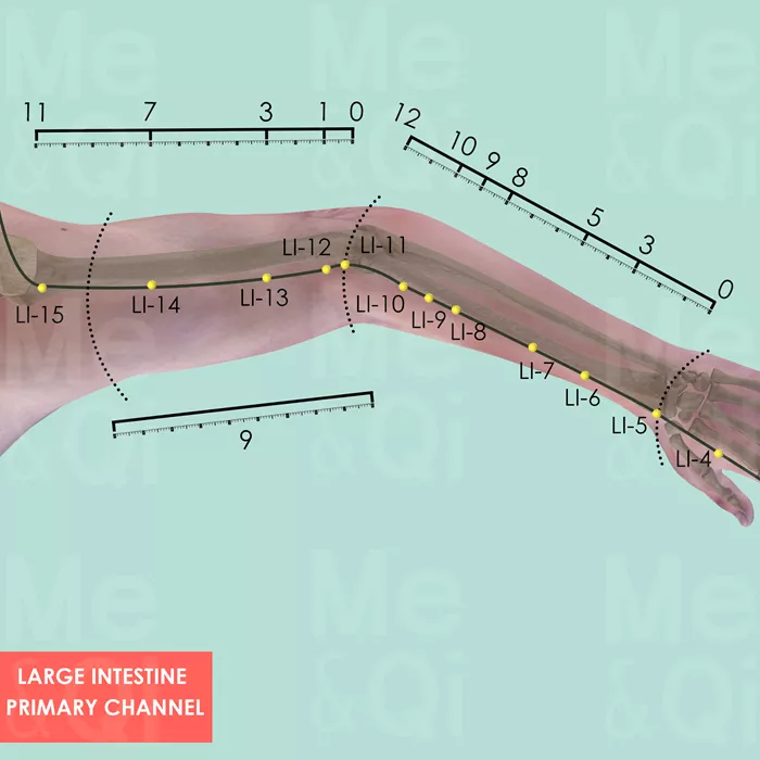 Large Intestine Primary Channel