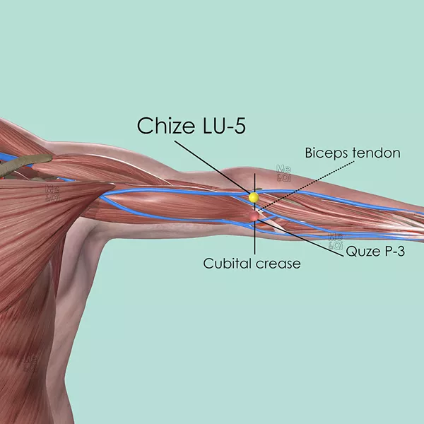 Chize LU-5 - Muscles view - Acupuncture point on Lung Channel