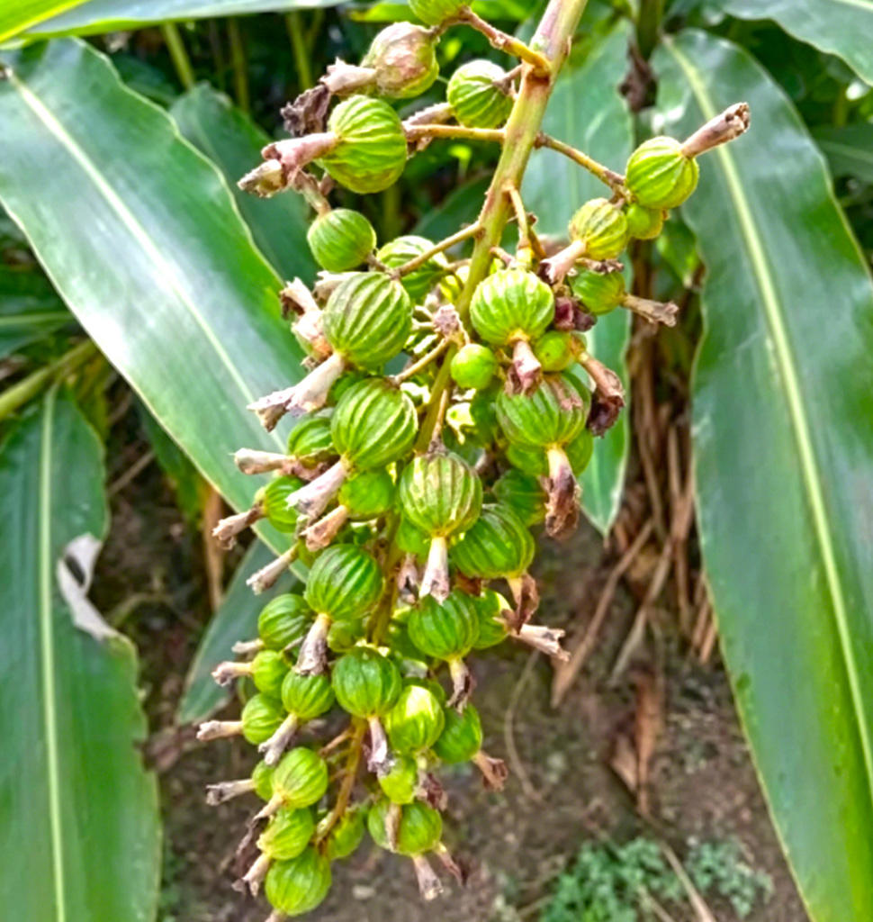 Sha Ren (Amomum fruit) plant