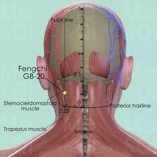 Fengchi GB-20 - Muscles view - Acupuncture point on Gall Bladder Channel