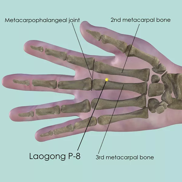 Laogong P-8 - Bones view - Acupuncture point on Pericardium Channel