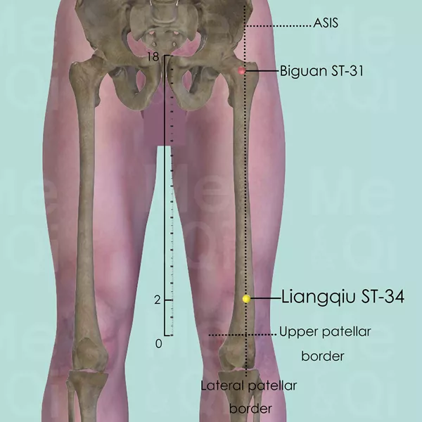 Liangqiu ST-34 - Bones view - Acupuncture point on Stomach Channel
