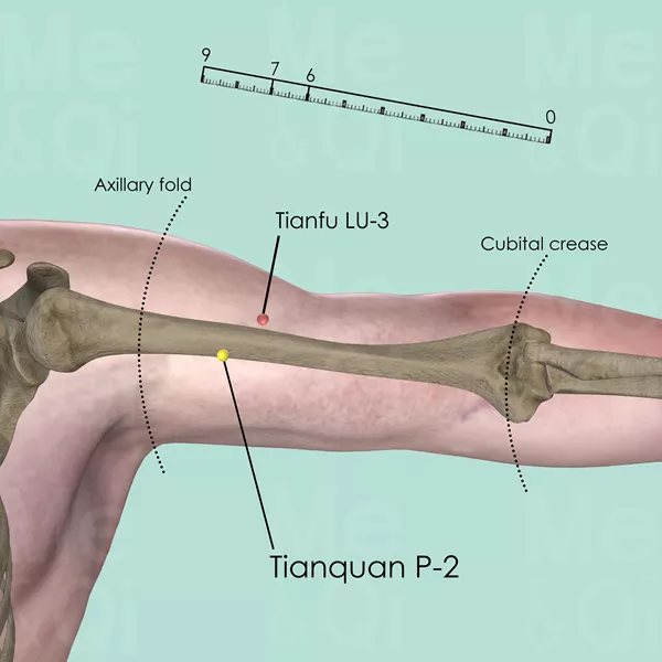Tianquan P-2 - Bones view - Acupuncture point on Pericardium Channel
