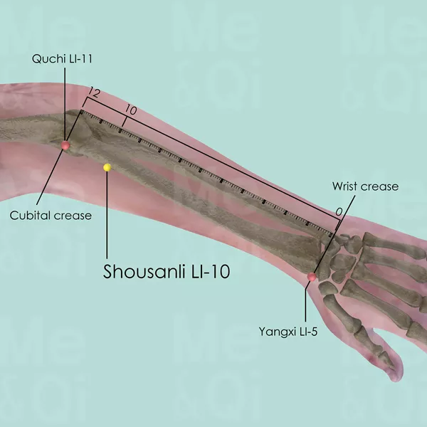 Shousanli LI-10 - Bones view - Acupuncture point on Large Intestine Channel