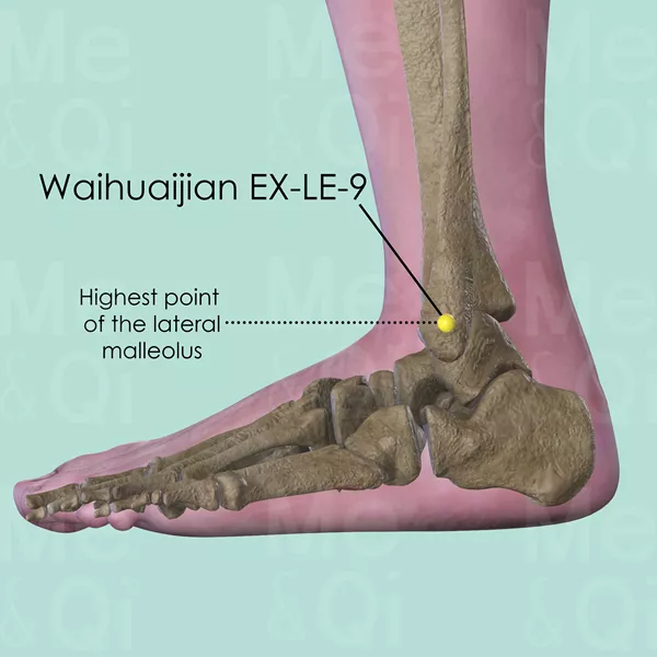 Waihuaijian EX-LE-9 - Bones view - Acupuncture point on Extra Points: Lower Extremities (EX-LE)