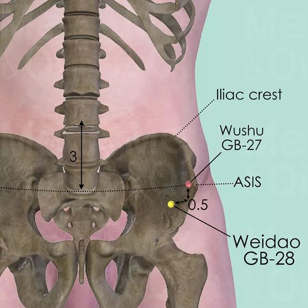 Weidao GB-28 - Bones view - Acupuncture point on Gall Bladder Channel