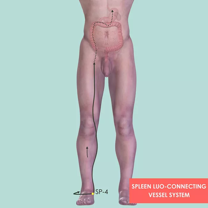 Spleen Luo-Connecting Vessel System