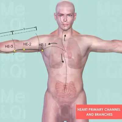 Heart Primary Channel pathway