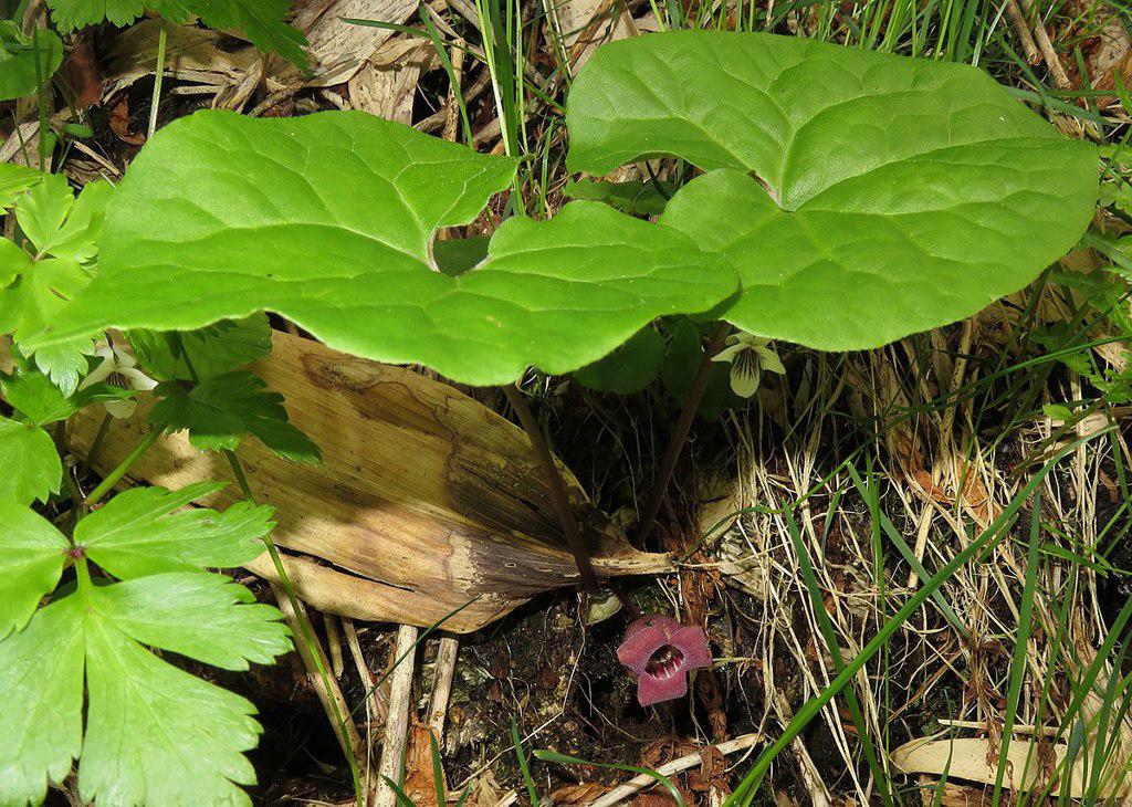 Xi Xin (Chinese wild ginger) plant